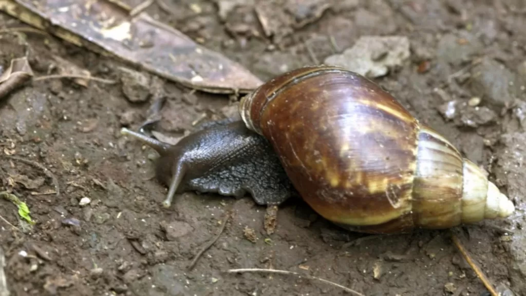 Florida county under quarantine after giant African land snail spotted _png