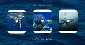egypt-shark-attack-what-we-know_png