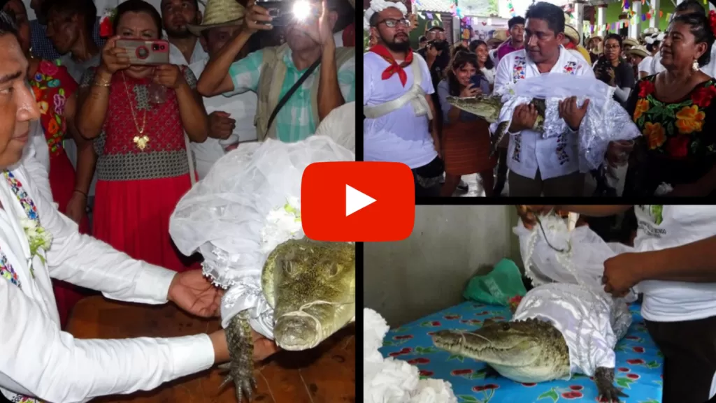 mexican mayor marries female reptile _png