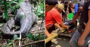 Farida’s Tragic Fate; Woman Found Inside 16 Foot Python