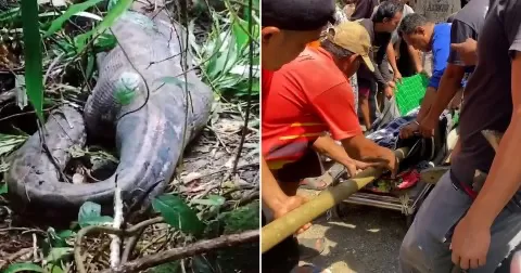 Farida’s Tragic Fate; Woman Found Inside 16 Foot Python