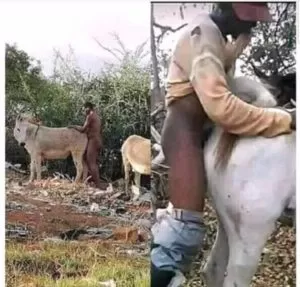 Disturbing Reports Emerge Herdsmen Accused of Having Sex with Cows