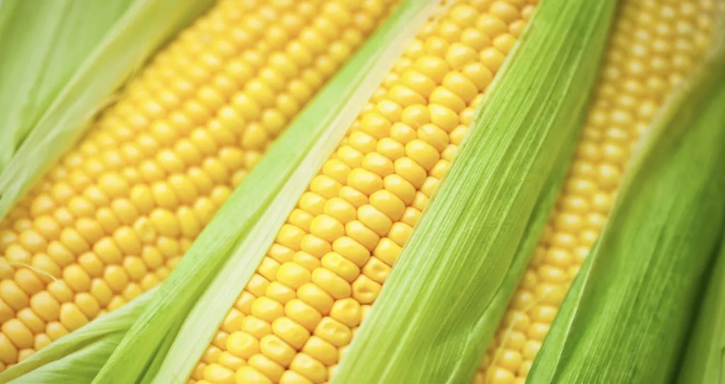 Is Corn Hypertensive? Understanding Its Impact on Blood Pressure